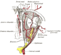 Zrakový nerv znázorněn žlutě. Gray's Anatomy, 1918