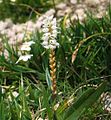 Persicaria vivipara