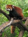 Ailurus fulgens