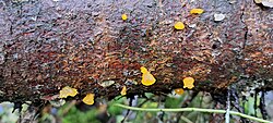 Tava-pisarseen Dacrymyces stillatus