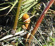 Fleur globuleuse en Micronésie, îles de Yap