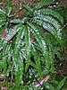 green fern fronds in shade