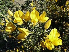 Photographie de fleurs d’ajonc jaune franc.