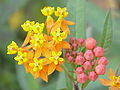 A. curasavica Scarlet milkweed, Bloodroot, Bastard Ipecacuanha