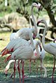 Image 24Greater flamingos (Phoenicopterus roseus) are native to Bahrain. (from Bahrain)