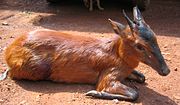 Black and brown bovid