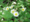 Erigeron strigosus, prairie fleabane, Potawatomi State Park