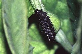 Les petites chenilles sont noires dans un premier temps