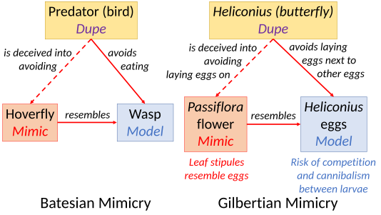 Gilbertian mimicry involves only two species, unlike Batesian mimicry which has separate model, mimic, and dupe.[1]