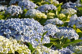 Hortensias bleu et blanc