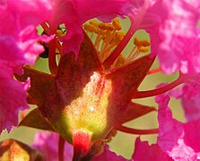 Cvjetovi Crepe myrtle – prašnici se pojavljuju iz čašične cijevi