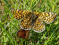 Okkergul pletvinge Melitaea cinxia