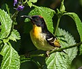 Orange-breasted Myzomela (Myzomela jugularis)