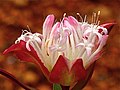 Inflorescence of the Australian Pimelea spectabilis.