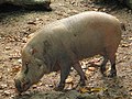 Babi bodoh di Zoo Negara Malaysia