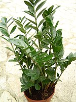 Zamioculcas zamiifolia