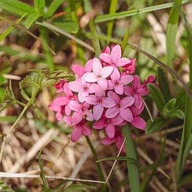 Rose Daphne