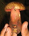 !!Boletus pulcherrimus!!