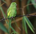 Yellow-chevroned parakeet (B. chiriri)