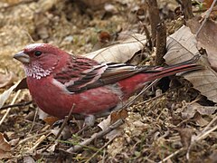 Pallas' rosefinch (Carpodacus roseus), a true rosefinch