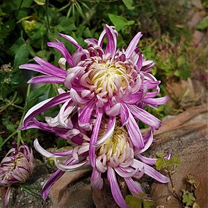 Purple Chrysanthemum