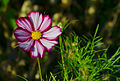 Cosmos bipinnatus 'Candy Stripe'