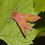 Deilephila porcellus (Sphingidae, Macroglossinae)