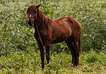 Vignette pour Cheval du delta du Danube