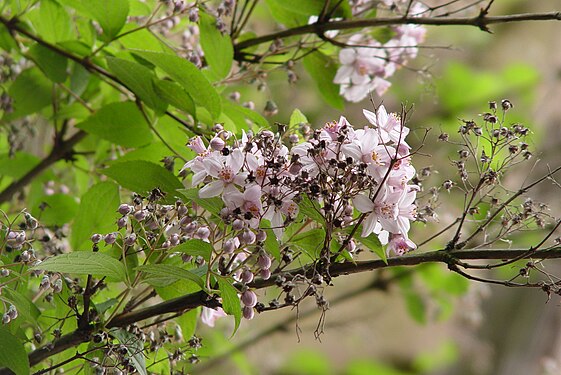 Deutzia