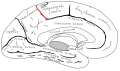 Marginal sulcus. It defines the posterior boundary of the paracentral lobule.