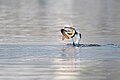 Great Cormorant in Taudaha Lake, Nepal