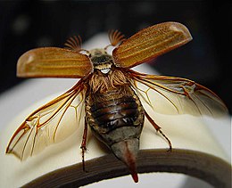 Хрущ травневий (Melolontha melolontha (Linnaeus, 1758)