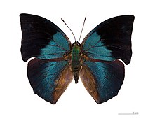 Museum specimen ♂ dorsal side