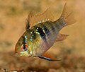 Ram cichlid, Mikrogeophagus ramirezi