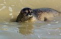 Phoque veau marin, le Hourdel, Baie de Somme