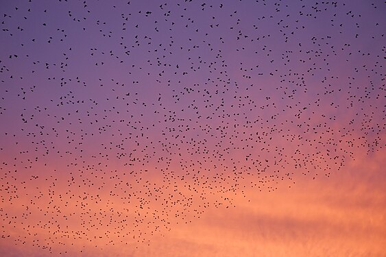 Evening sky full of European starlings in Vorpommern, Germany