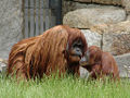 Zoo Berlin Mai 2007