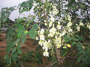 മുരിങ്ങപ്പൂങ്കുലയും ഇലയും