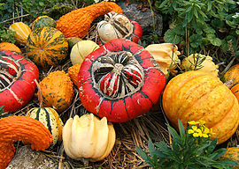 kukurboj (Cucurbita sp.)