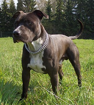 American Staffordshire Terrier