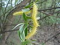 Amentilho masculino de salgueiro (Salix sp.)