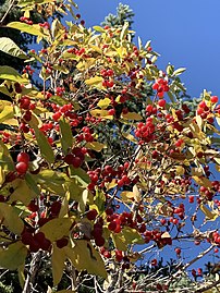 Berries