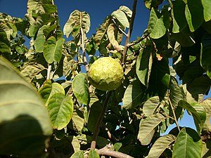 ĉerimolio (Annona cherimola)