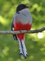 Cuban Trogon