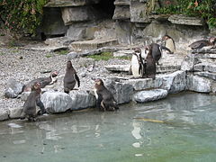 Humboldt penguins (Spheniscus humboldti)