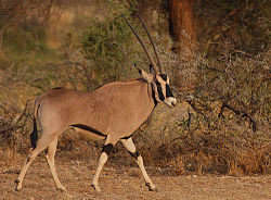 Choroa beisa (Oryx b. beisa)