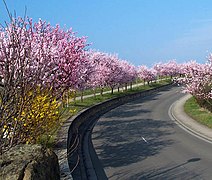 Mandelblüte in Gimmeldingen