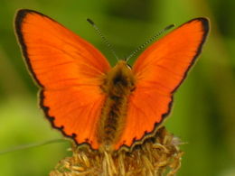 Lycaena virgaurea1.JPG