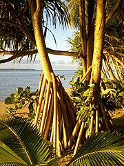 Photo en couleur de deux pandanus sur la plage de Vailala, Wallis.