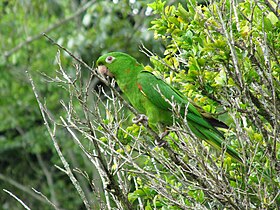 Aratinga leucophthalma (Superfamília Psittacoidea)